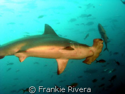 Scalloped HammerHead while diving in Darwin's Arch, Galap... by Frankie Rivera 